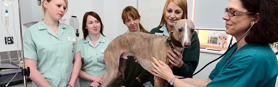 students nursing a greyhound